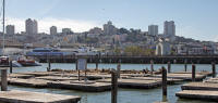 Sea lions at Pier 39