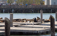 Sea lions at Pier 39