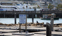 Sea lions at Pier 39