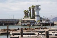 Sea lions at Pier 39