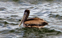 Pelican