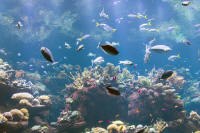 Coral reef fishes