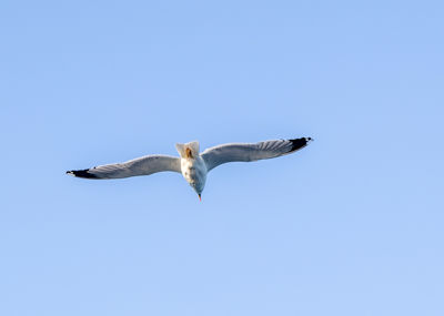 Birds accompanying the ferry