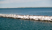 Birds on breakwater at Provincetown harbour
